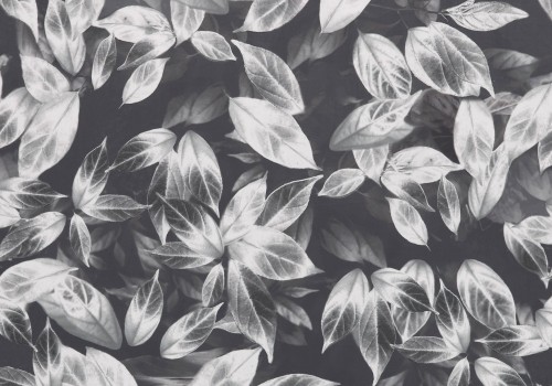 folina slate